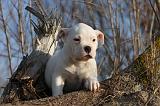 BOULEDOGUE AMERICAIN 194